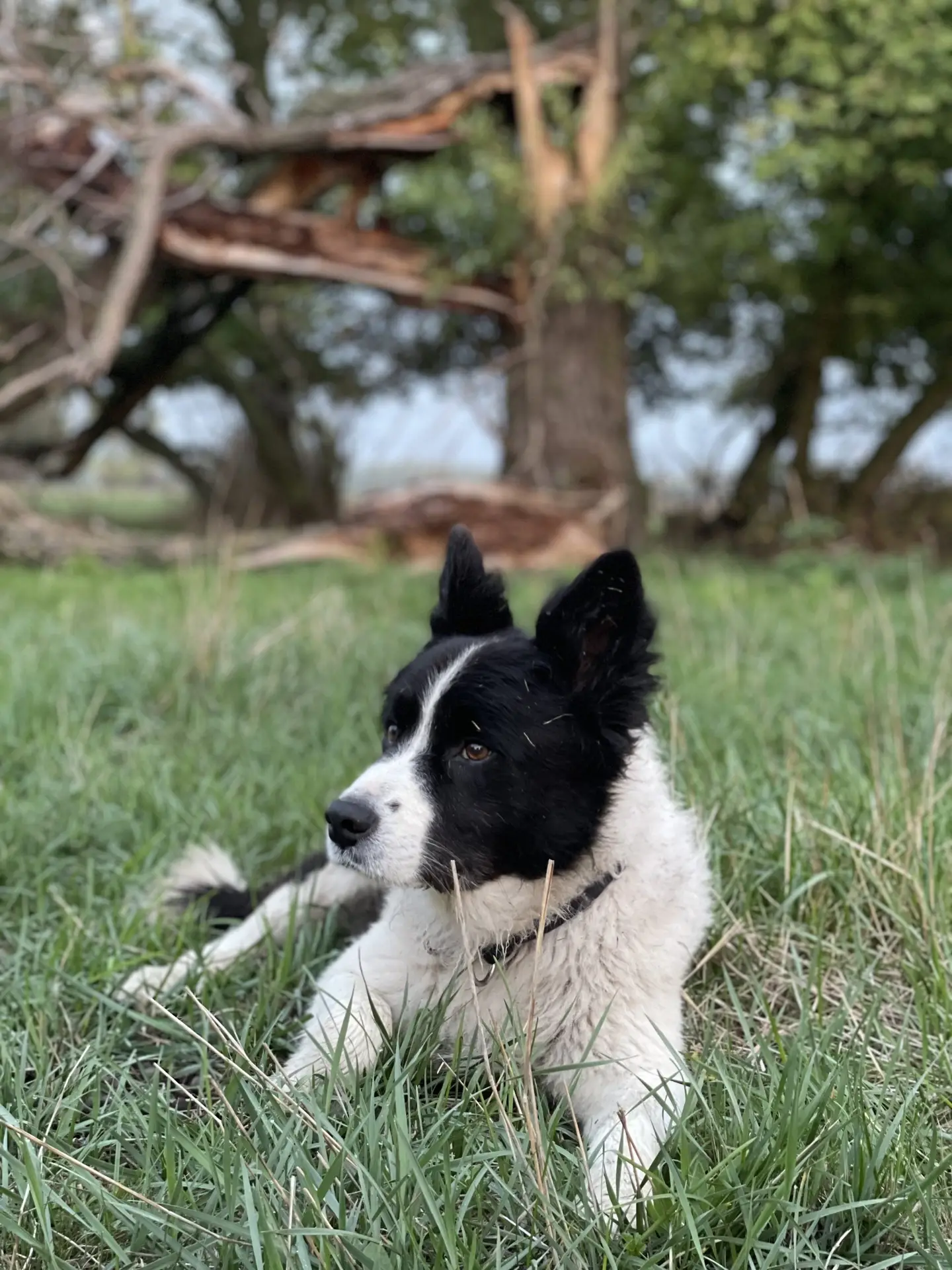 Fekete-fehér border collie kölyökkutya fekszik a fűben egy fa alatt
