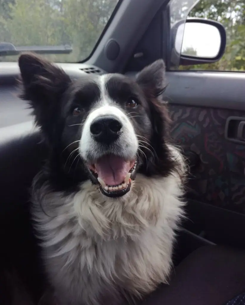 Vidám fekete-fehér border collie kutya ül az autóban